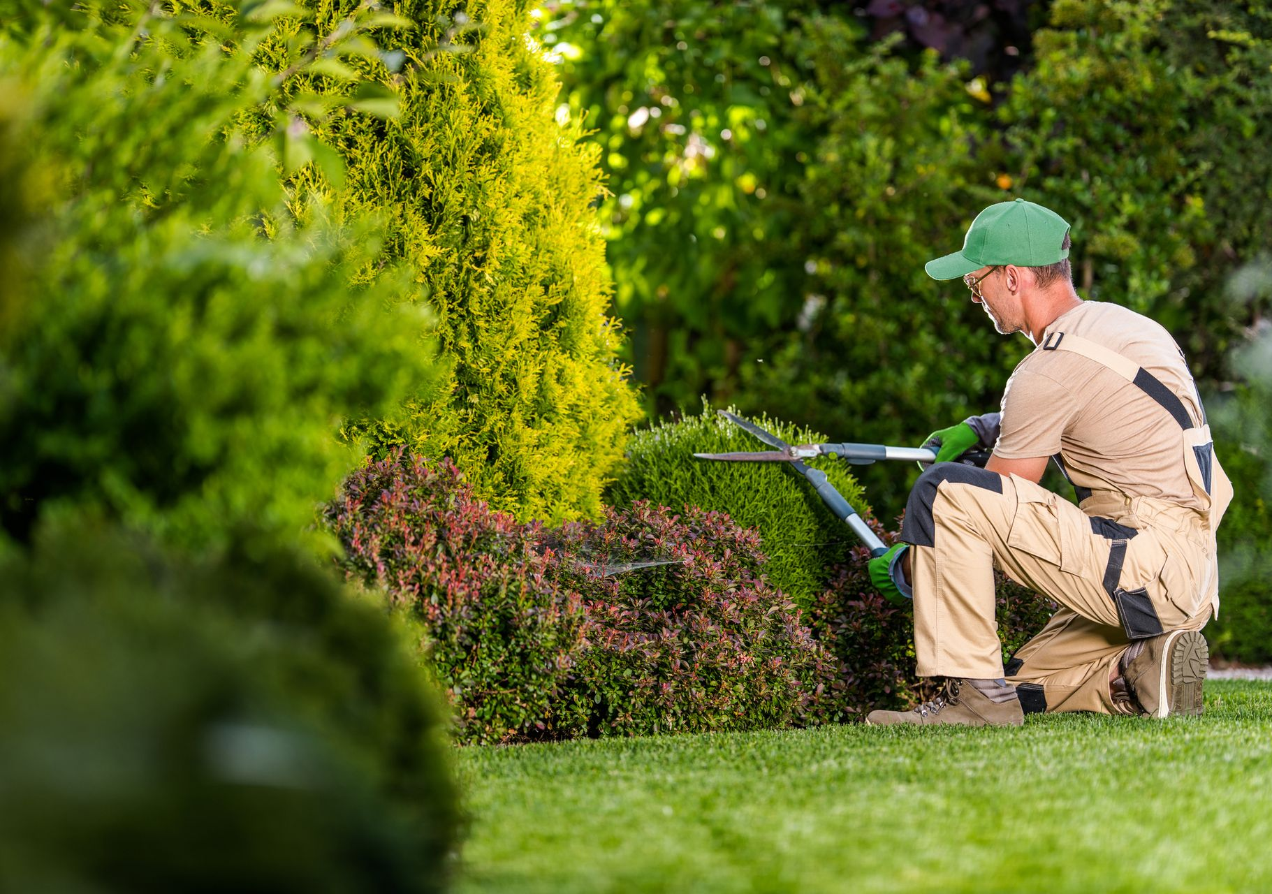 Tree care specialist providing routine trimming services.
