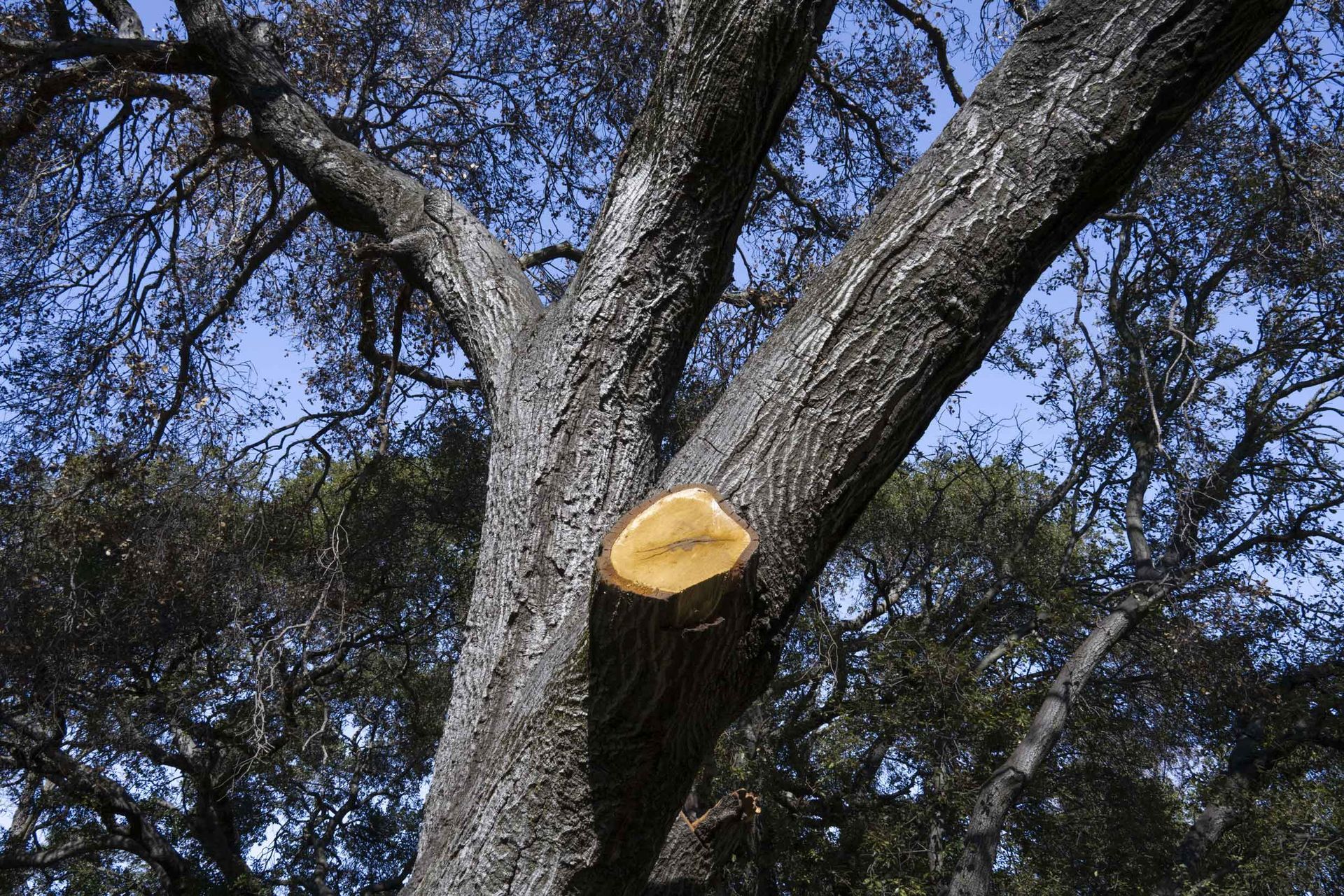 Trimmed tree branch on a large tree. Trimmed tree branch on a large tree.