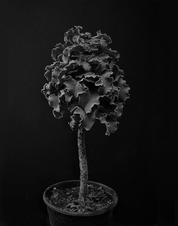 Plant portrait #1