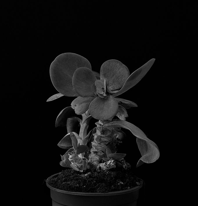 Plant portrait #4