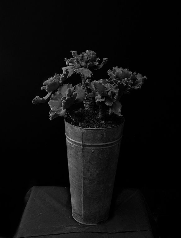 Plant portrait #5