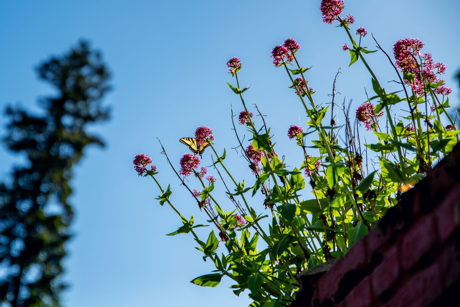Flowers and blue sky
