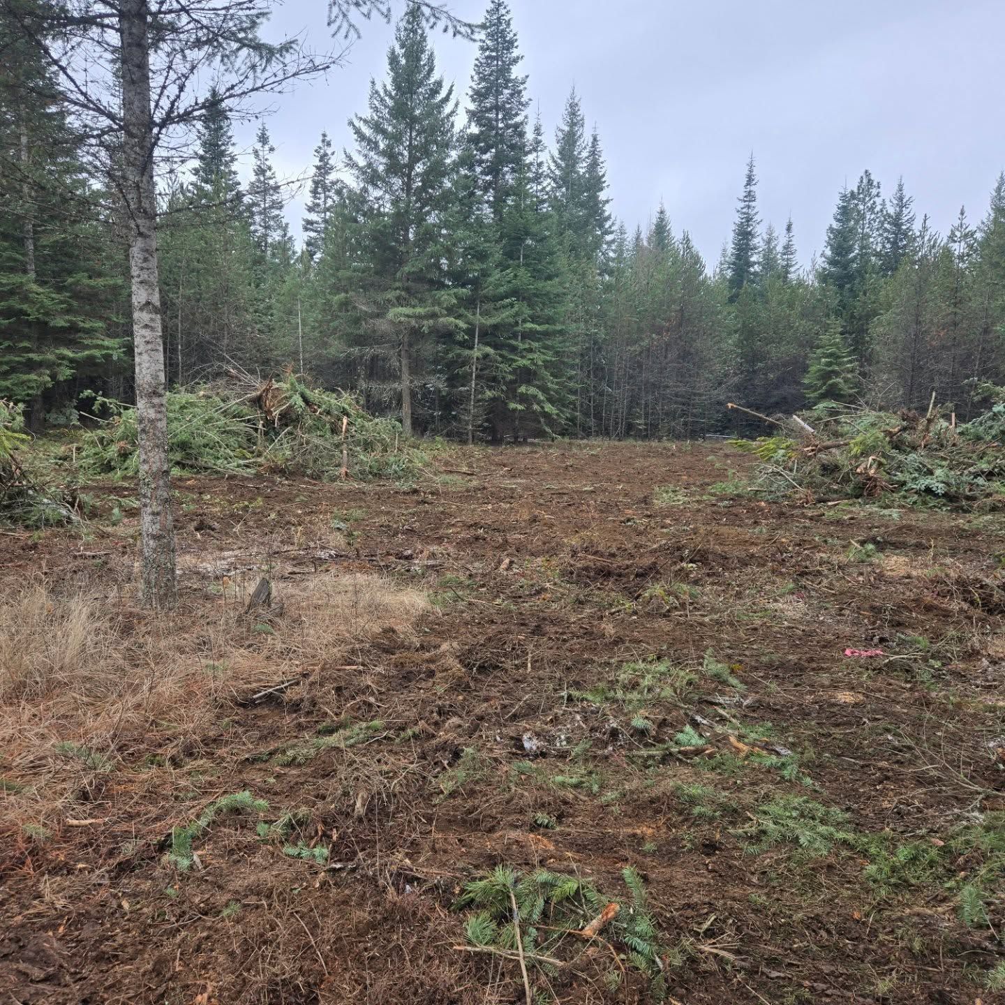 Clearing in a forest, showing dirt and wood debris in a clearing surrounded by green trees under a cloudy sky.