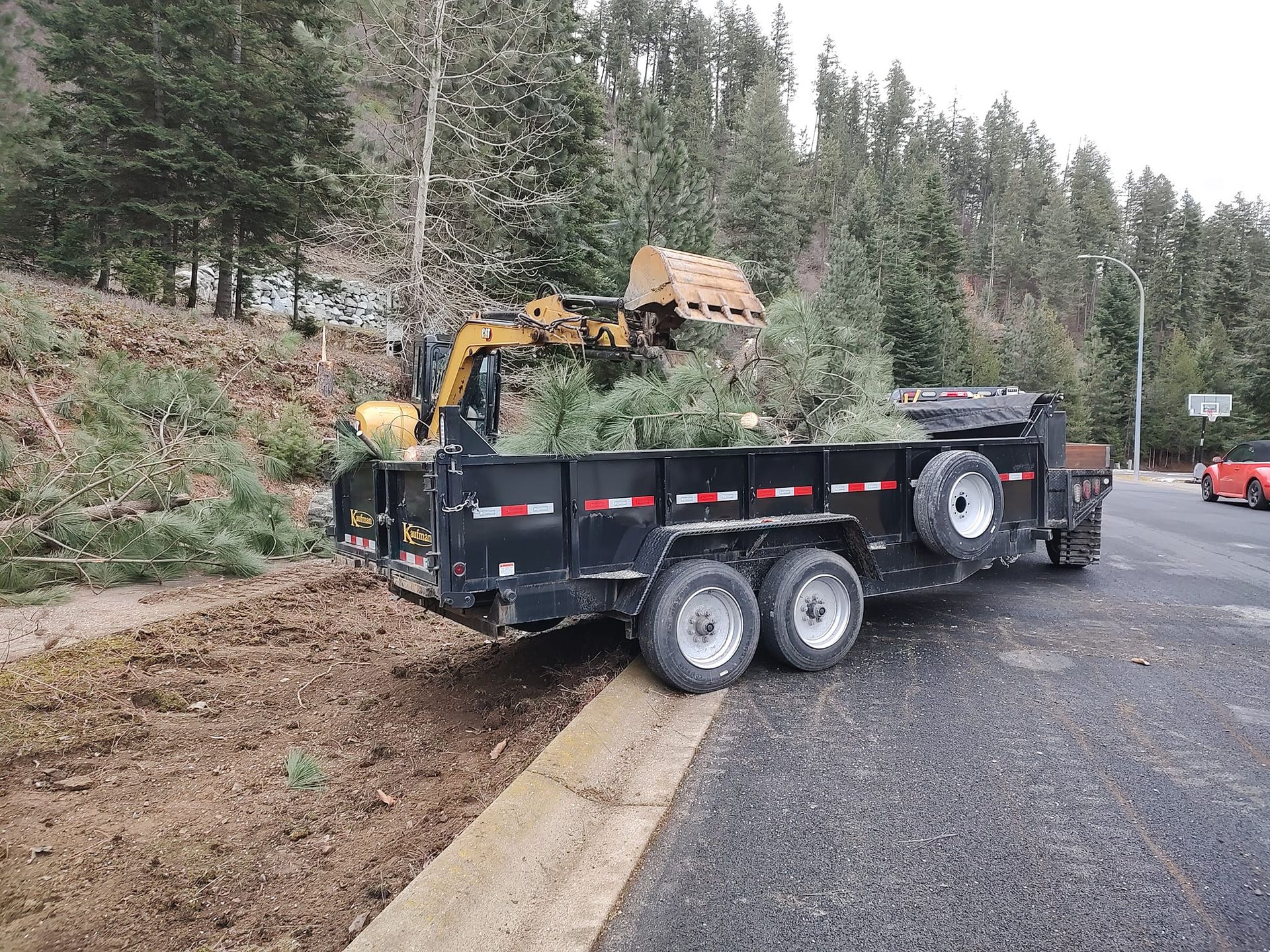 A small excavator loads Christmas trees into a black trailer on the side of a road.