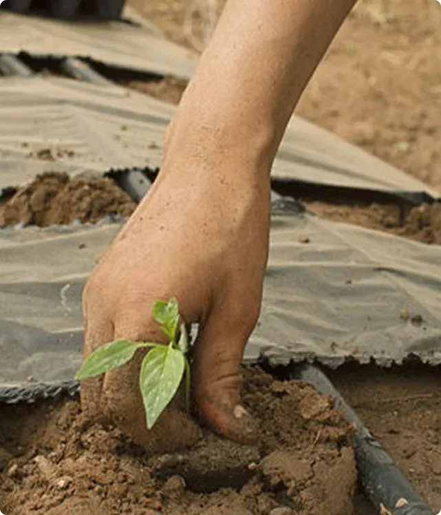  elmwood landscape story