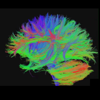 Mindfulness_Neuroscienze