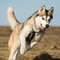 A husky dog is running in a field with its tongue out