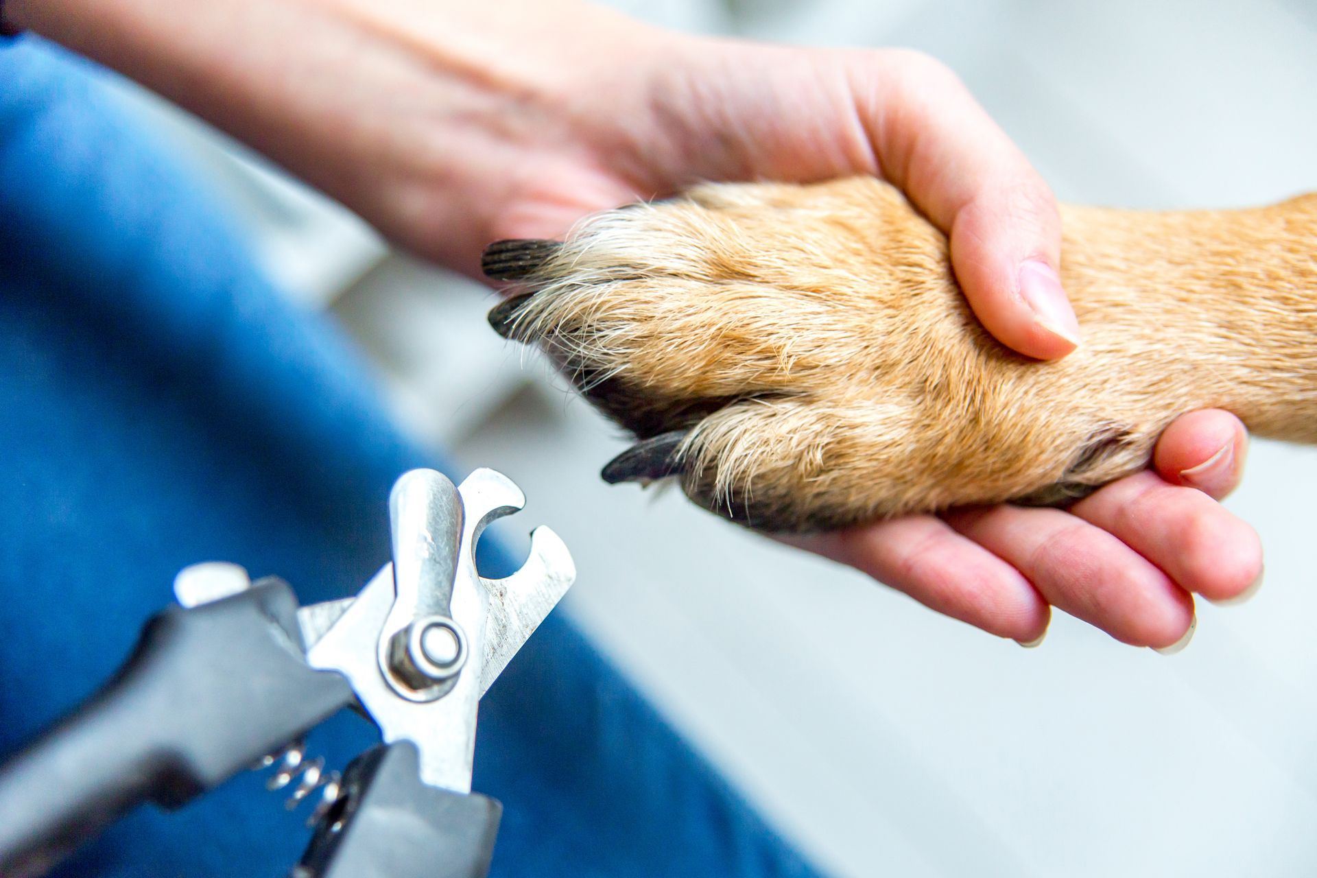 A person is cutting a dog 's nails with a pair of nail clippers.