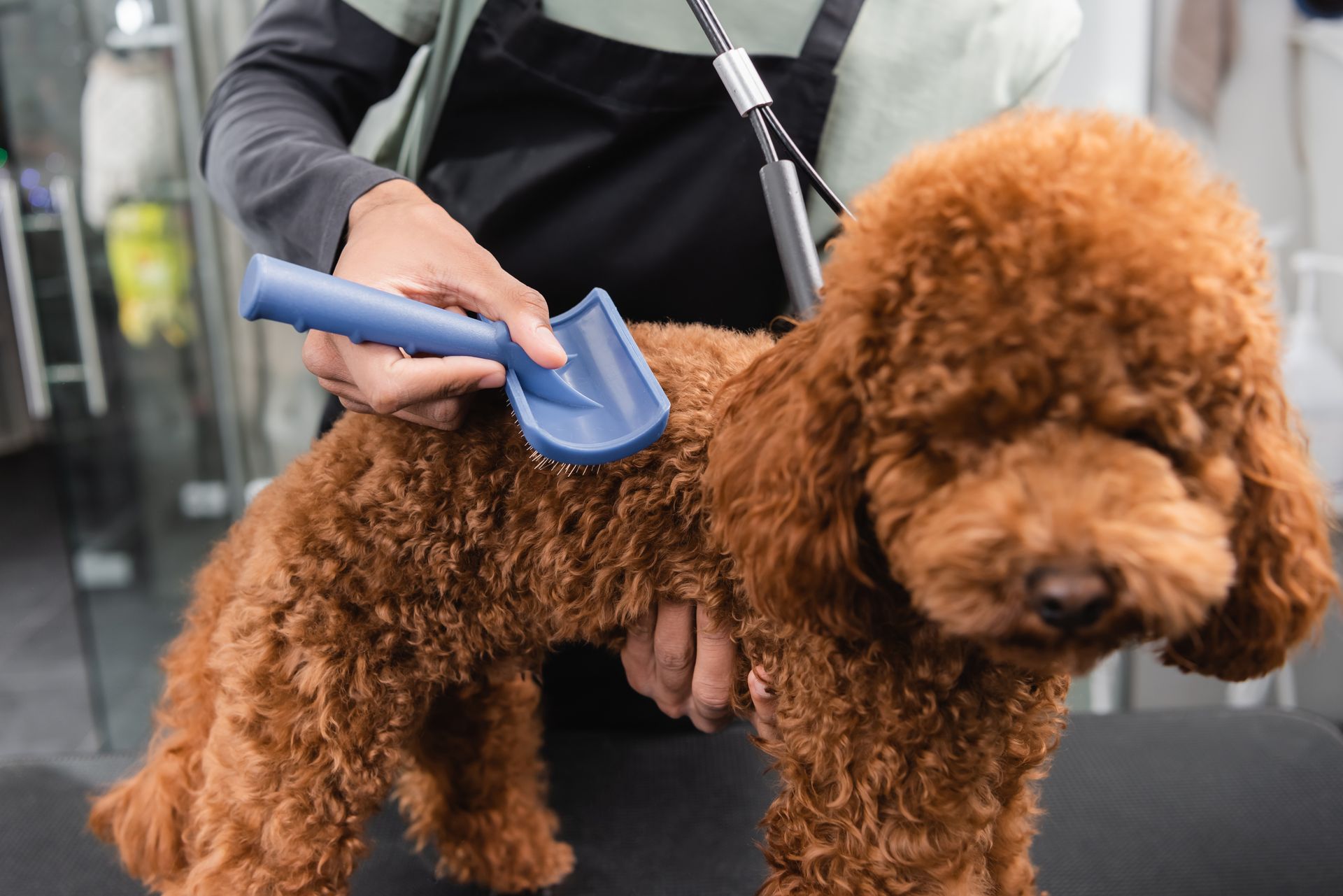 A person is brushing a small brown poodle with a blue brush.