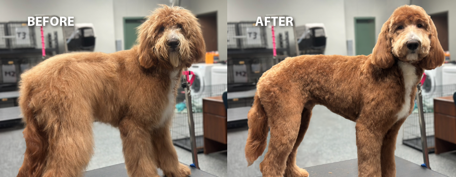 A before and after of a dog that is a doodle breed showing the grooming work of The Pet Groomer