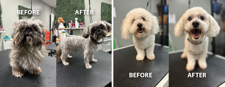 A before and after photo of a small white dog sitting on a table.