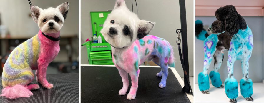 A collage of three pictures of dogs , showcasing the hair color work of The Pet Groomer.