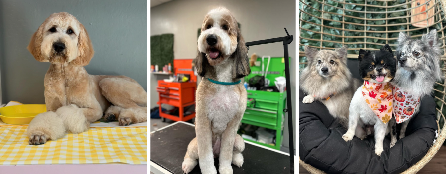 A collage of three pictures of dogs , showcasing the grooming work of The Pet Groomer.