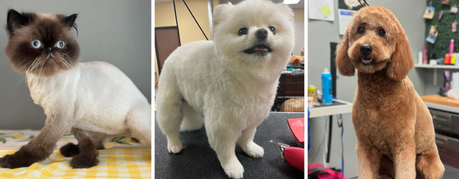 A collage of three pictures, one is a cat and two are dogs. The images showcase the grooming work of The Pet Groomer