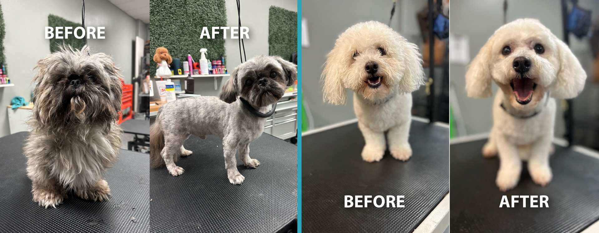 A before and after photo of a small white dog sitting on a table.