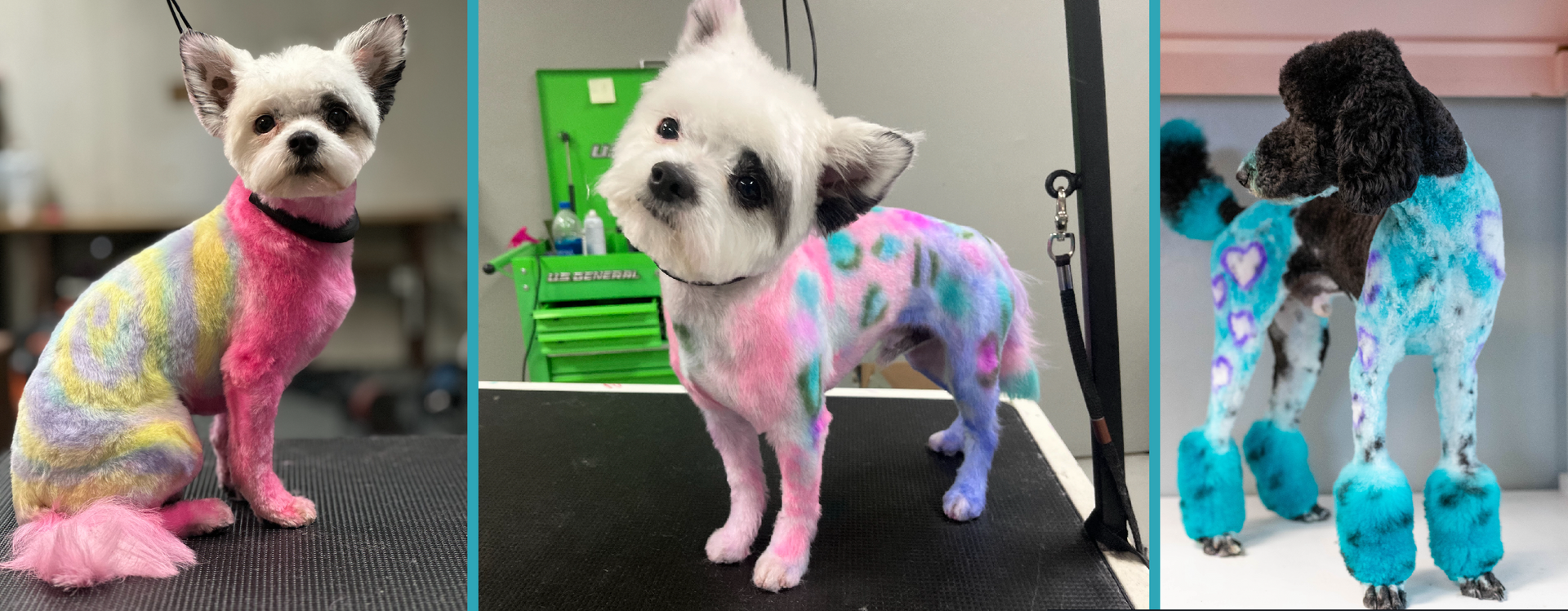 A collage of three pictures of dogs , showcasing the hair color work of The Pet Groomer.