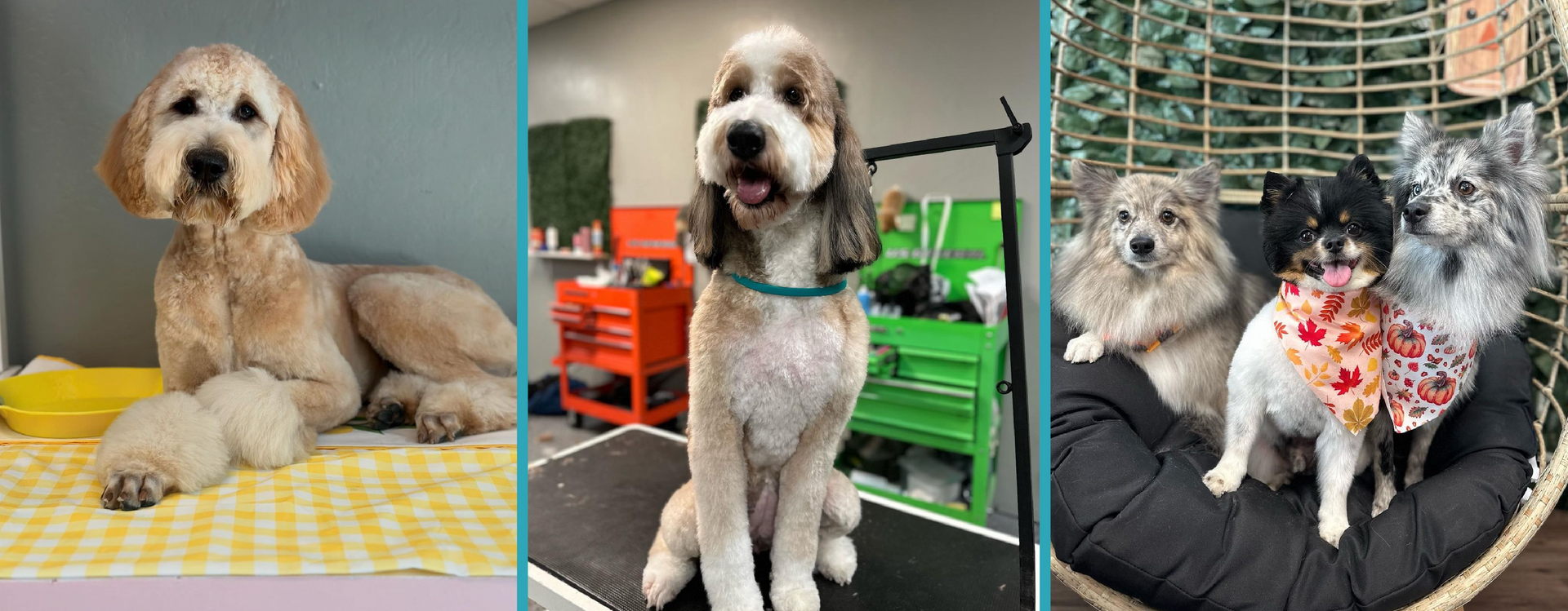 A collage of three pictures of dogs , showcasing the grooming work of The Pet Groomer.