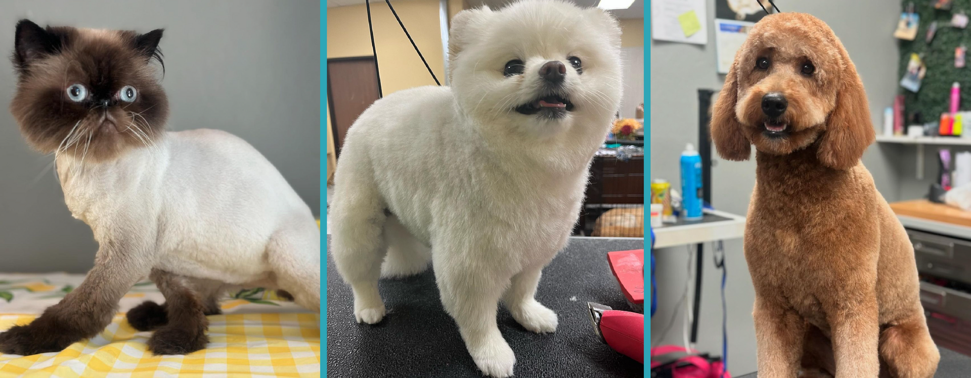 A collage of three pictures, one is a cat and two are dogs. The images showcase the grooming work of The Pet Groomer