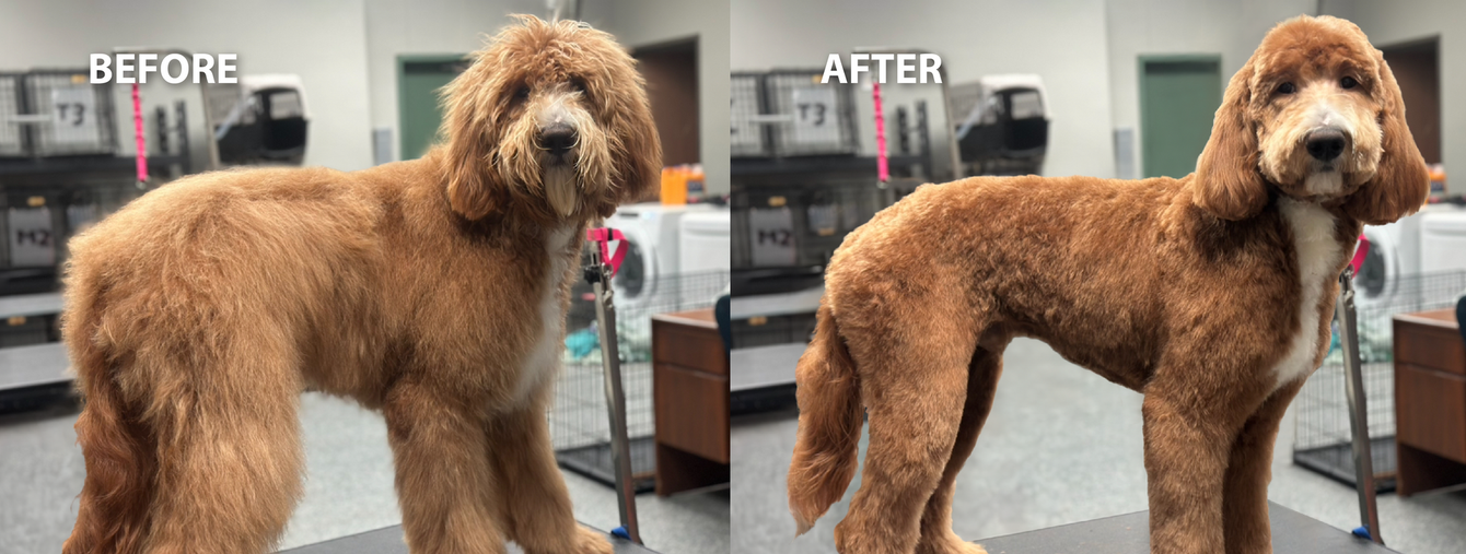 A before and after of a dog that is a doodle breed showing the grooming work of The Pet Groomer