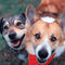 Two dogs are standing next to each other and one is wearing a red bandana