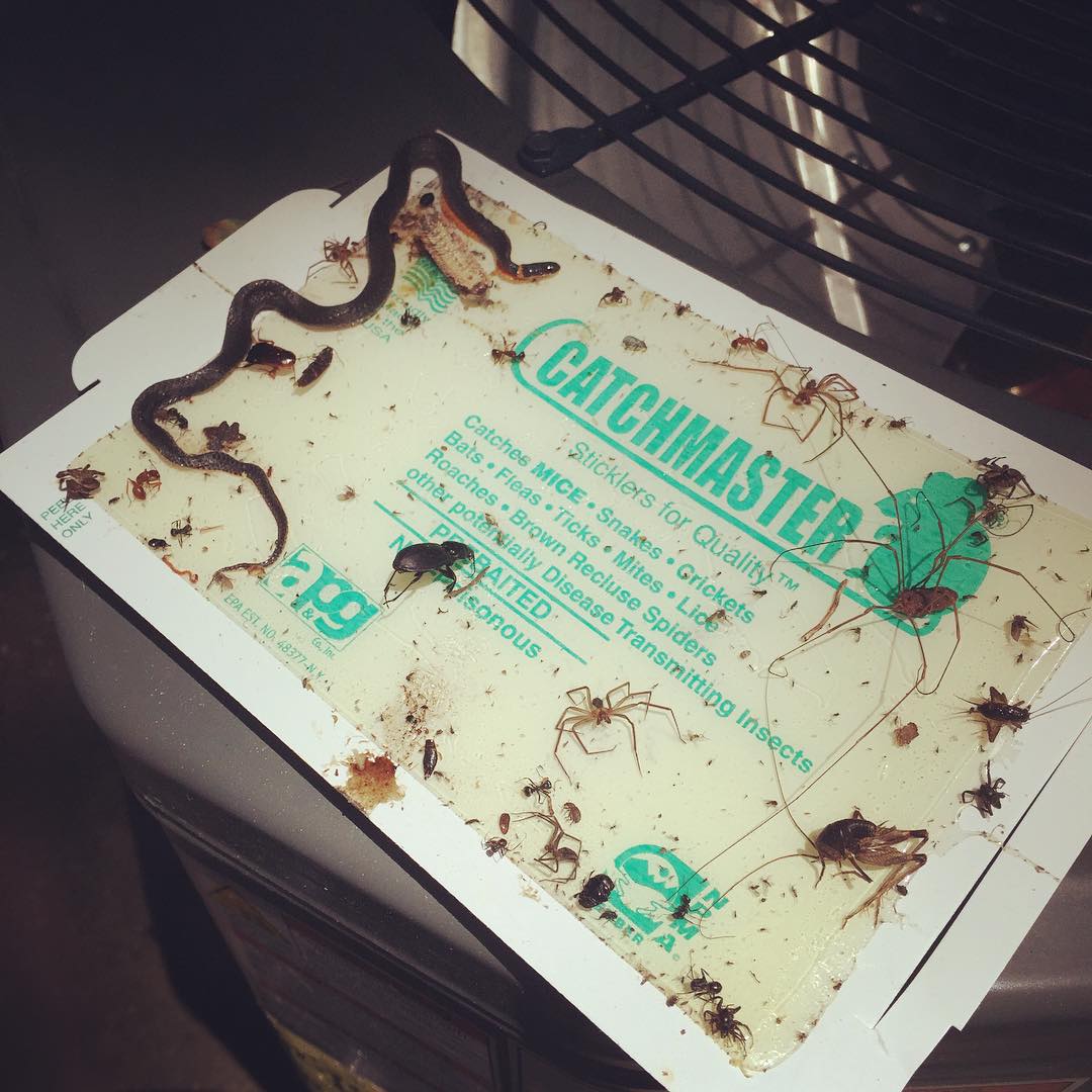 Pest Control Gallery Huntsville, AL Spray's Inc