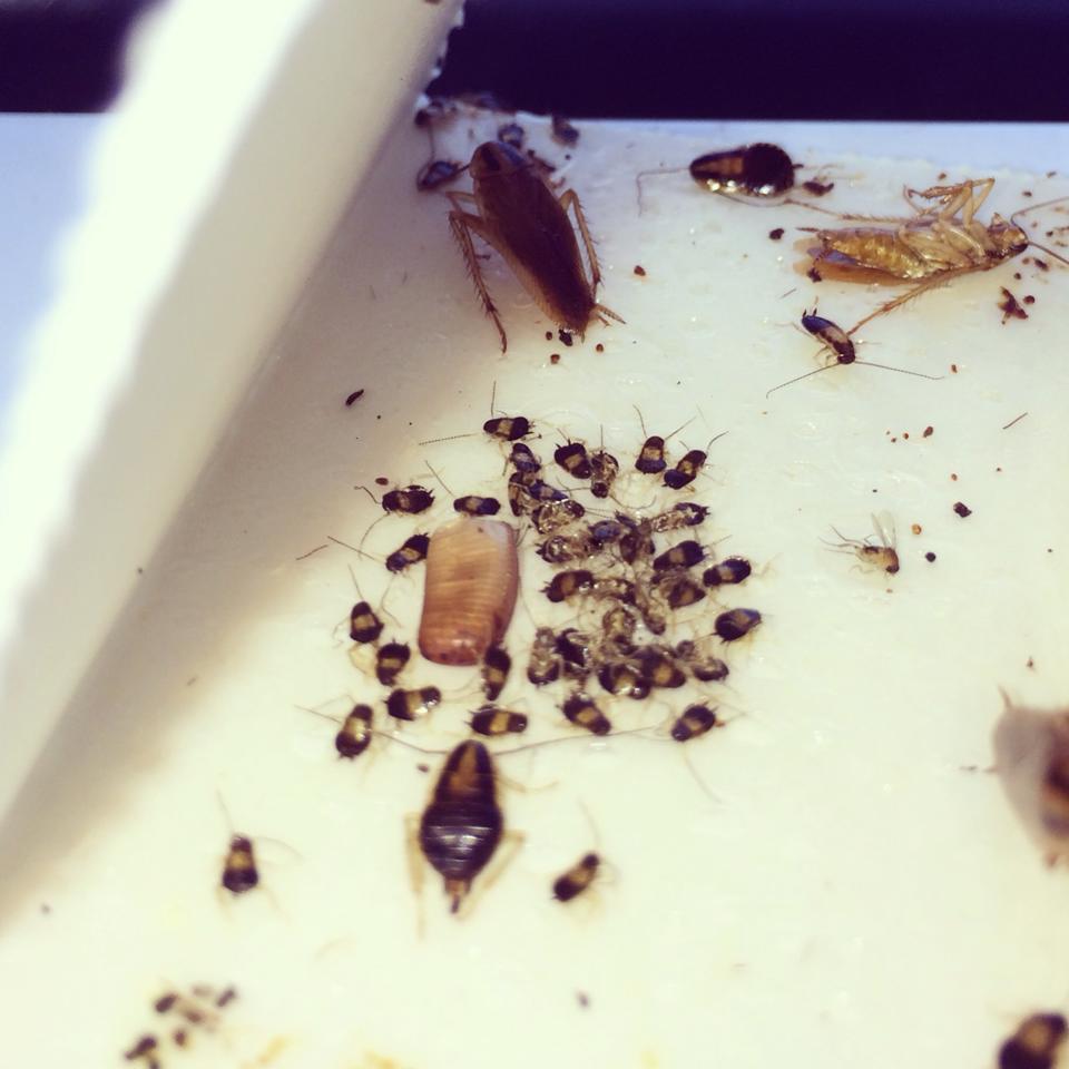 Pest Control Gallery Huntsville, AL Spray's Inc