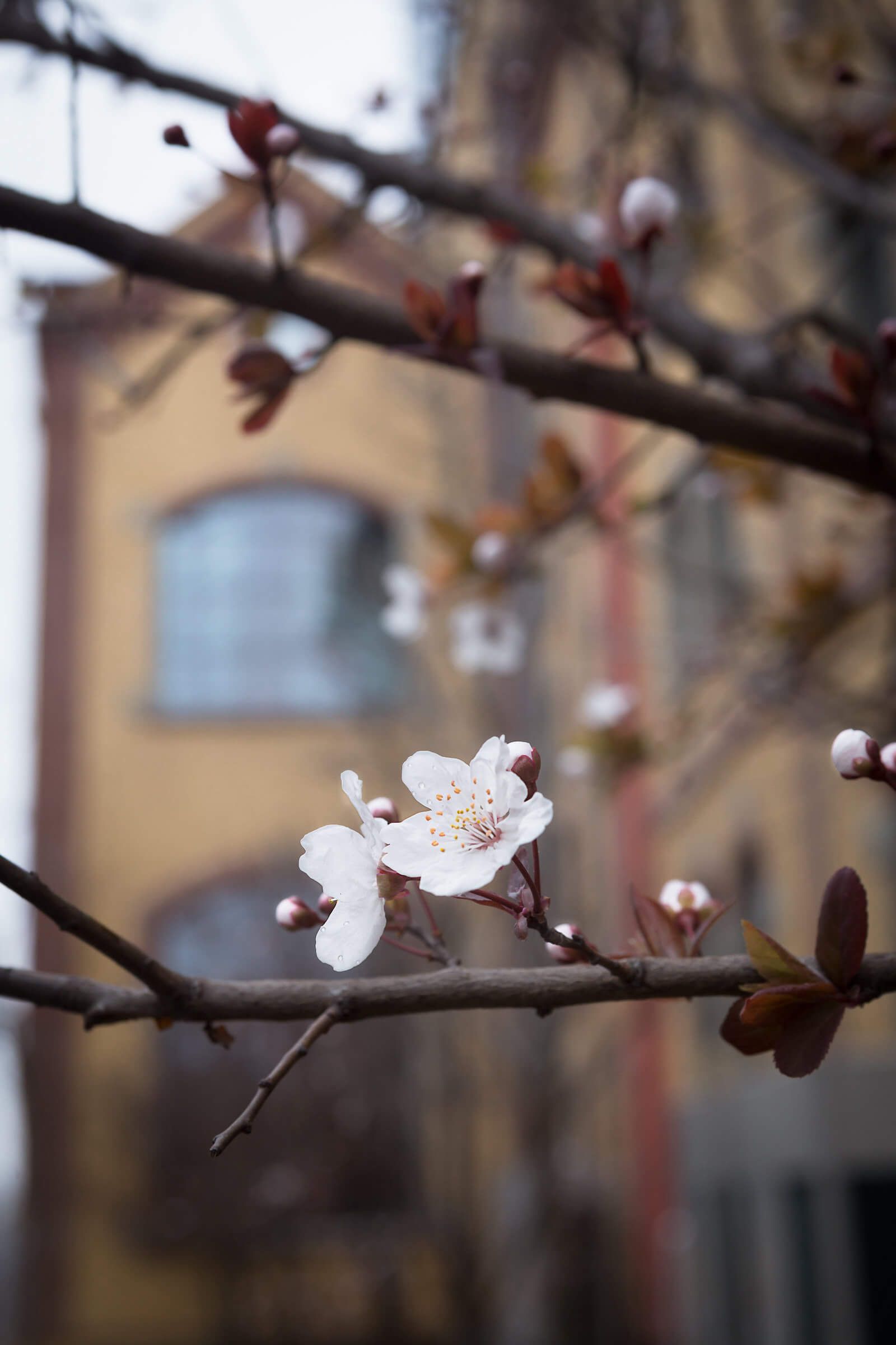 A white flower is growing on a tree branch in front of a building.