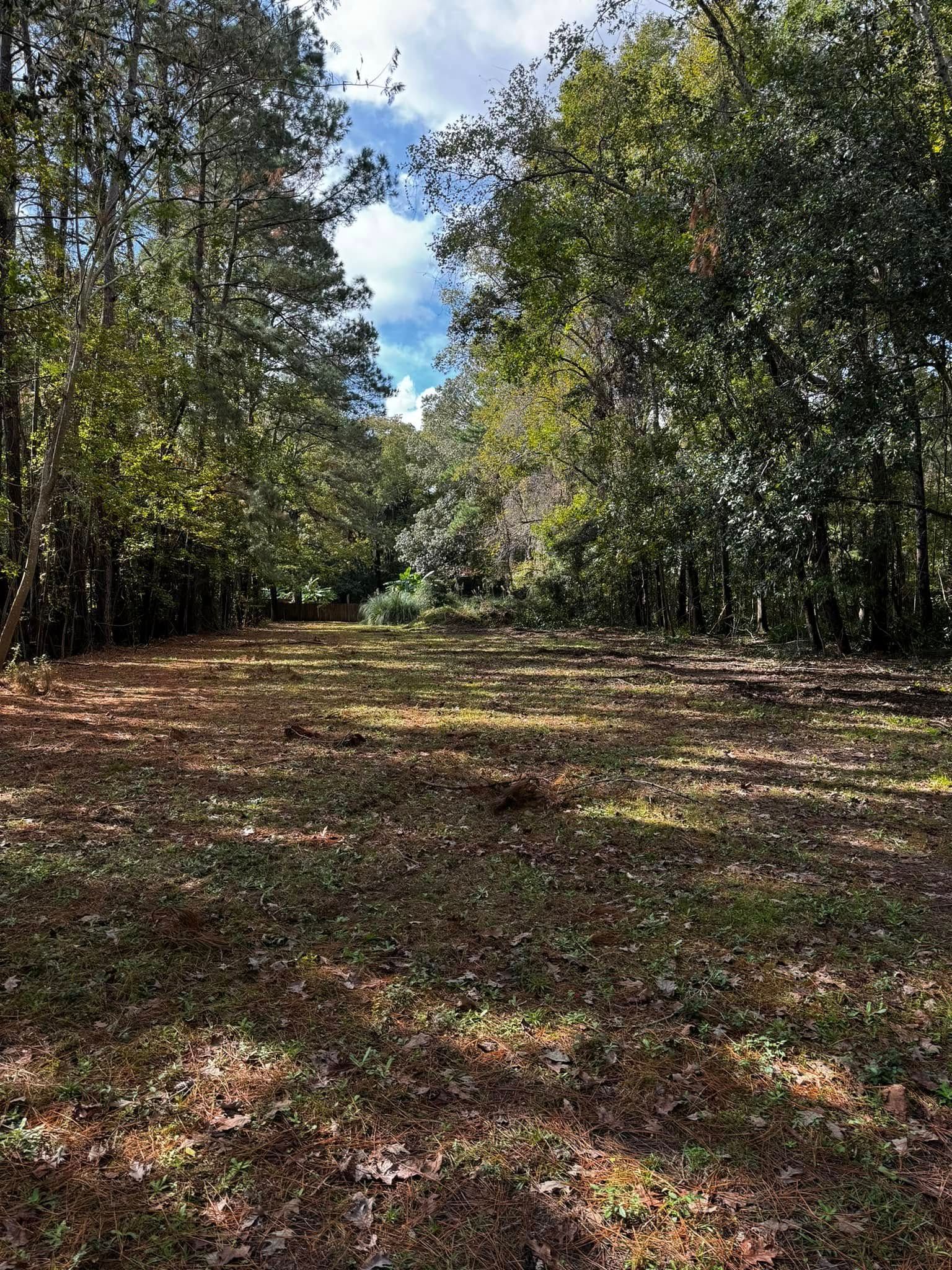 A clearing in a forest with sunlight peeking through trees. Brown grass and fallen leaves dominate the ground.