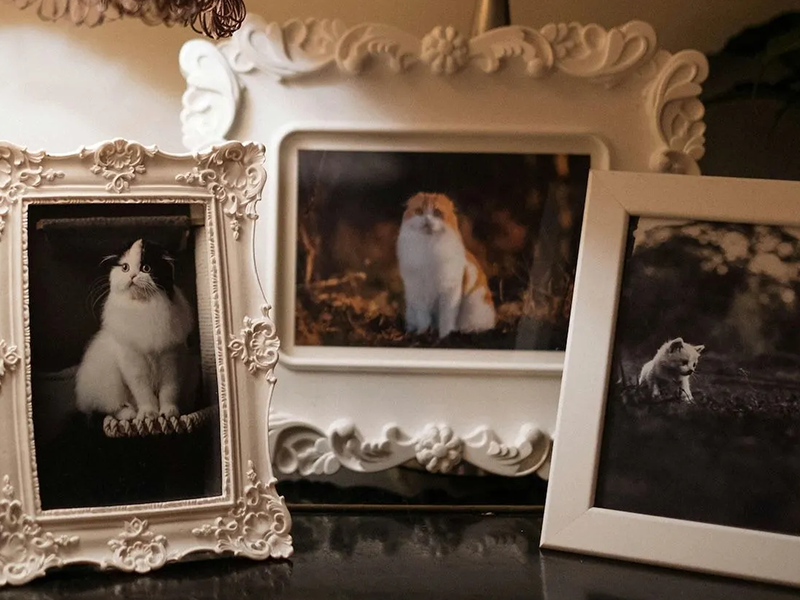 Three framed pictures of cats