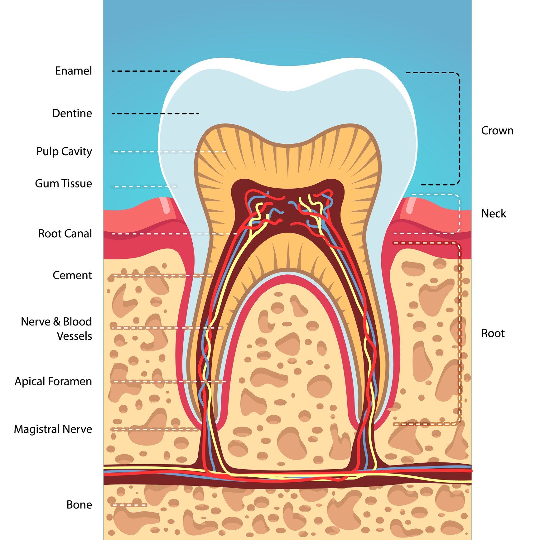 Tablet with Patient X-ray Panoramic Jaw — Palmdale, CA — Posada Dental Practice