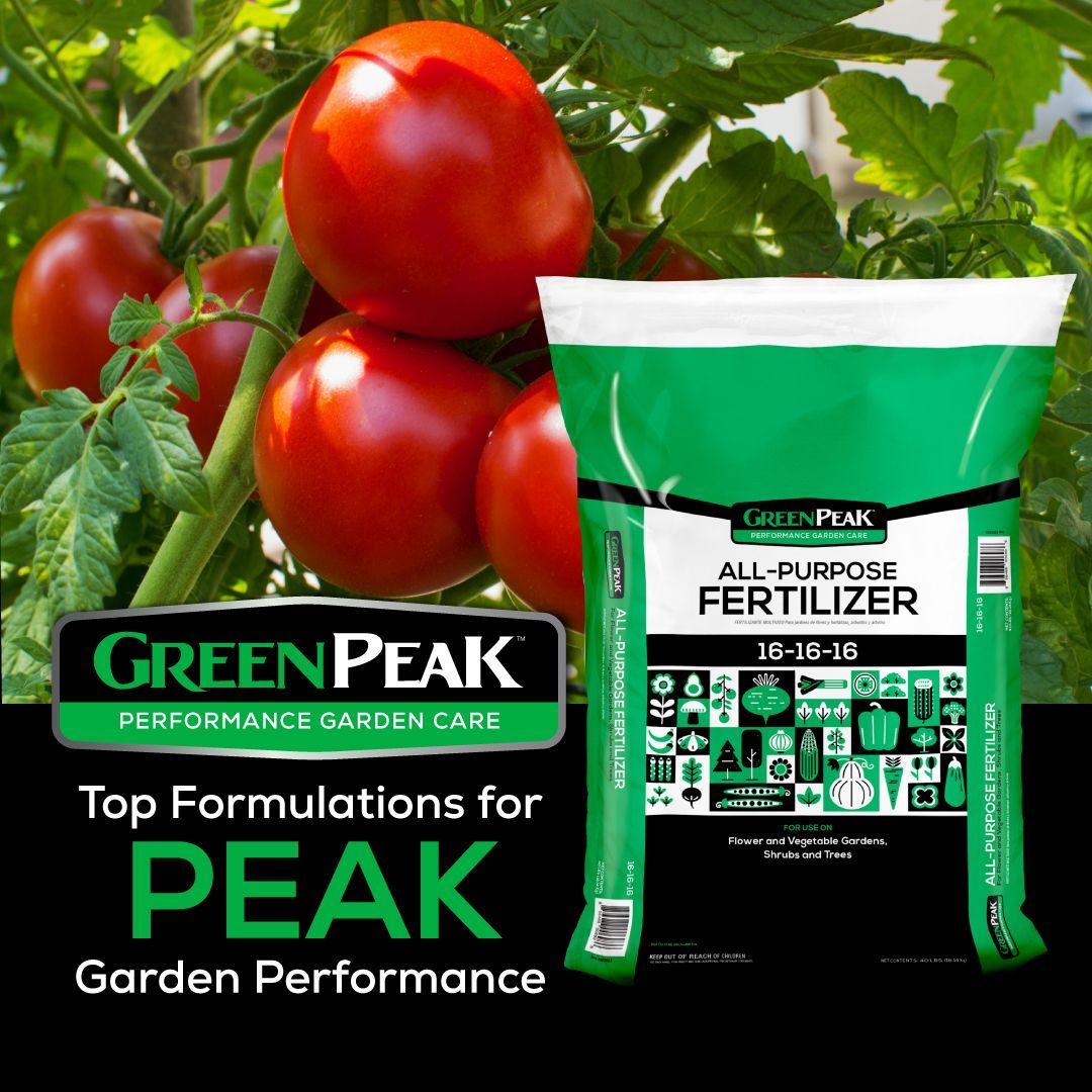 A bag of green peak all purpose fertilizer with tomatoes in the background
