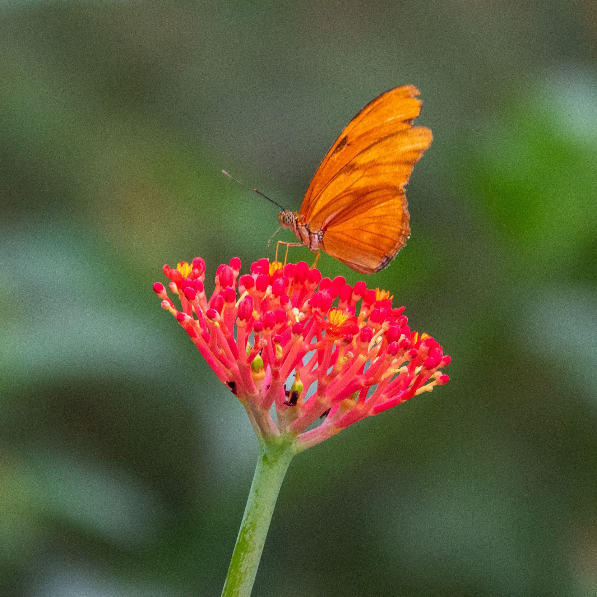 Sony RX10 IV vlinders