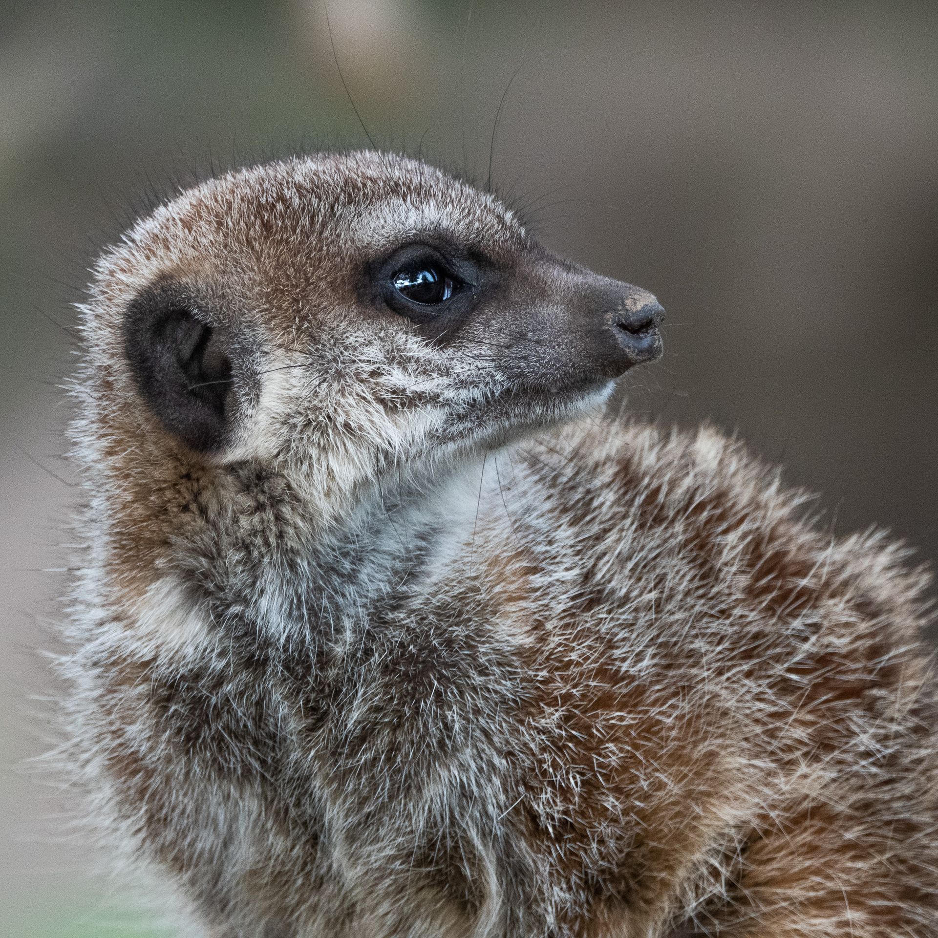 Sony RX10 IV oog-scherpstelling