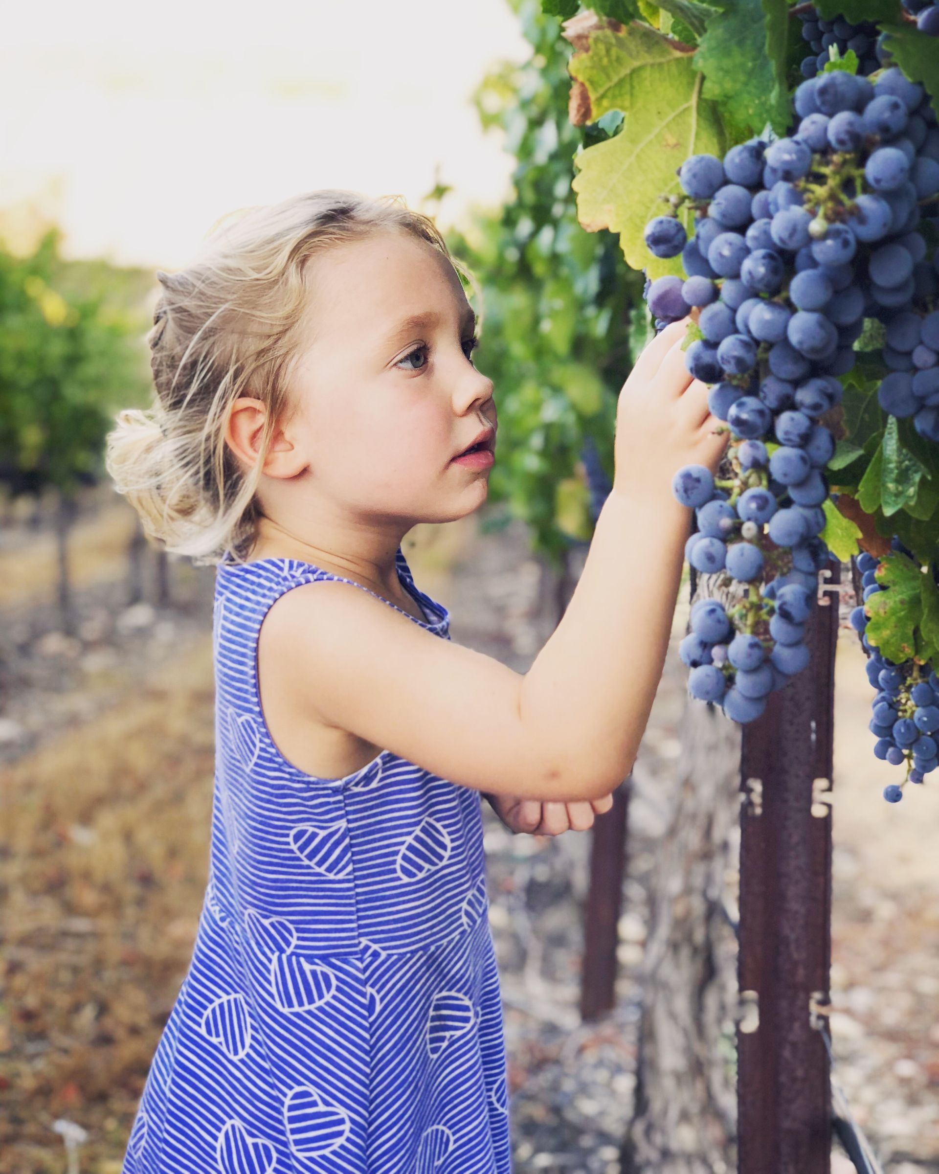 Young child picking grapes in a vineyard; blue dress, focused expression.