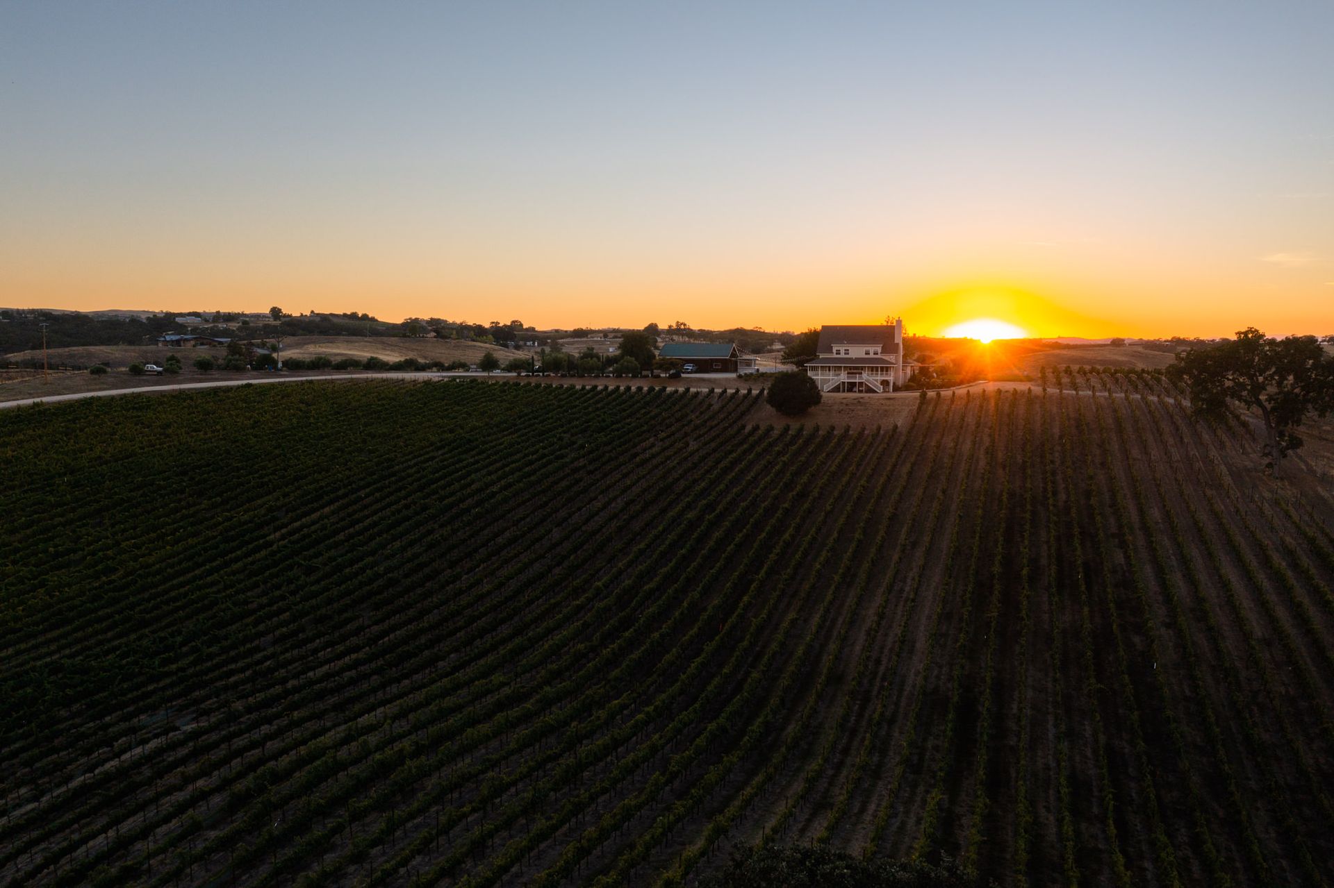 Vineyard at sunset, rows of vines leading towards a farmhouse, warm orange and yellow sky.