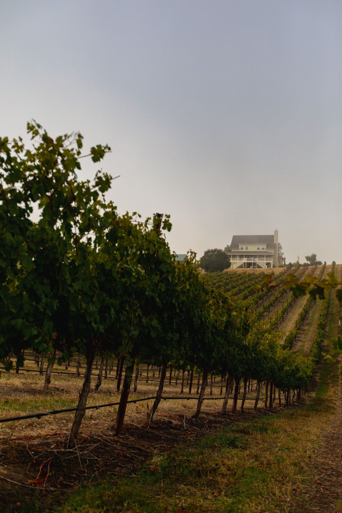 Vineyard rows leading to a distant white building under a hazy sky.