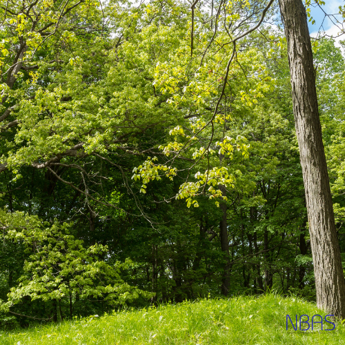 A tree in the middle of a lush green forest
