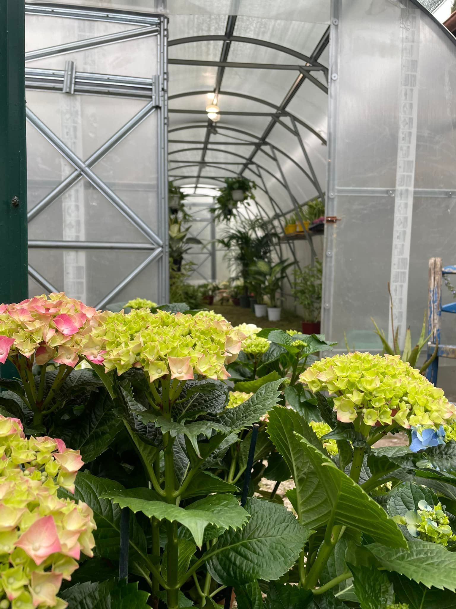 serra con vasi e piante dai fiori gialli