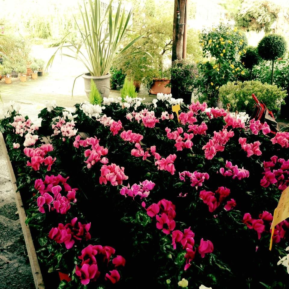 serra con fiori e piante rosa