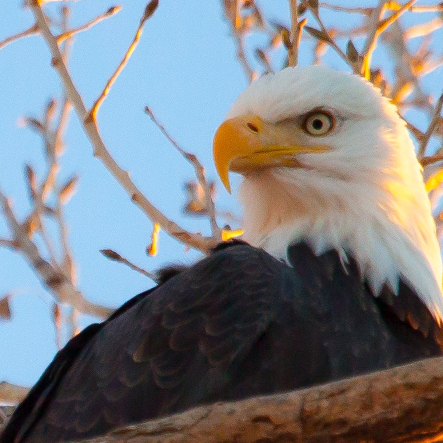 A bald eagle with a yellow beak is perched on a tree branch