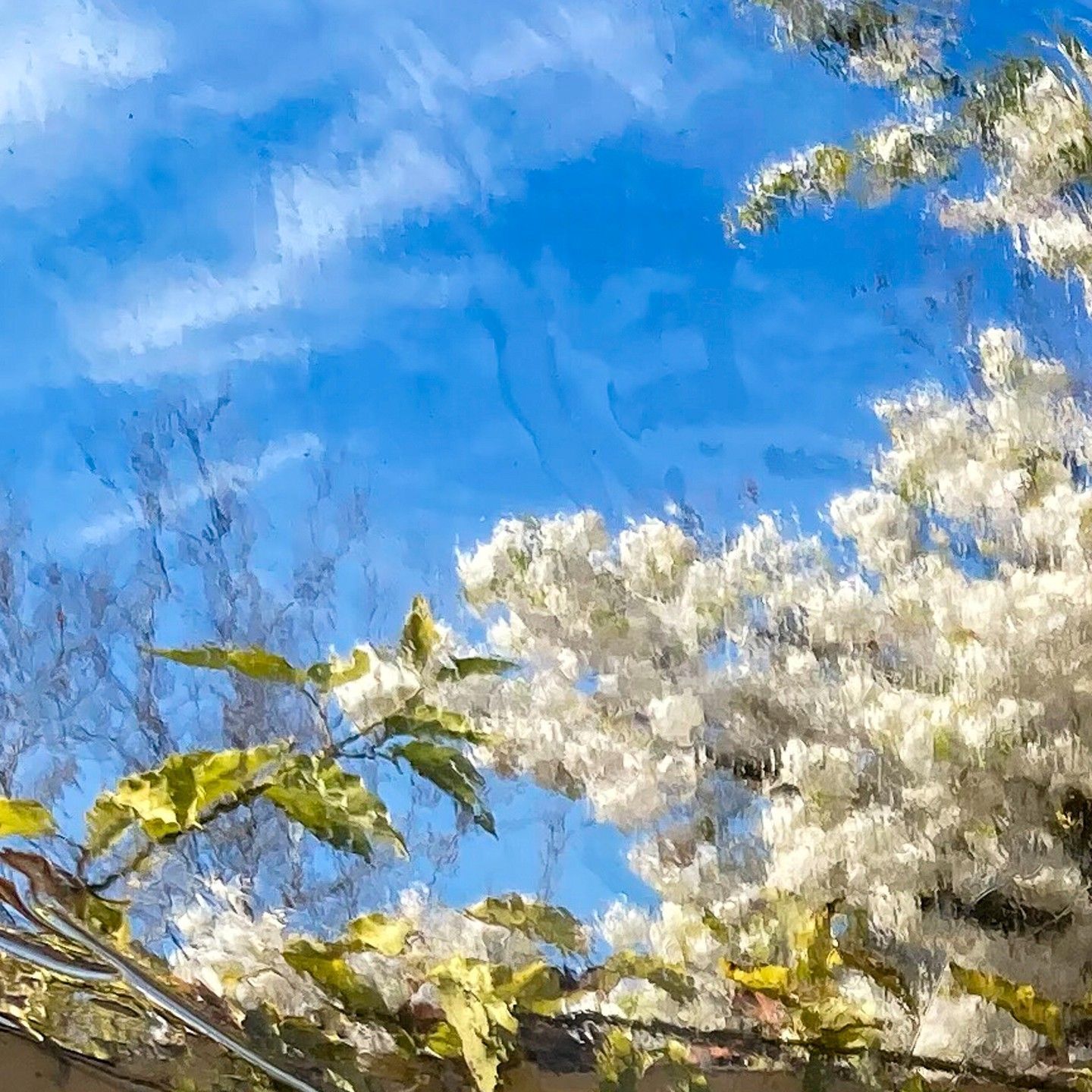 A tree with white flowers against a blue sky