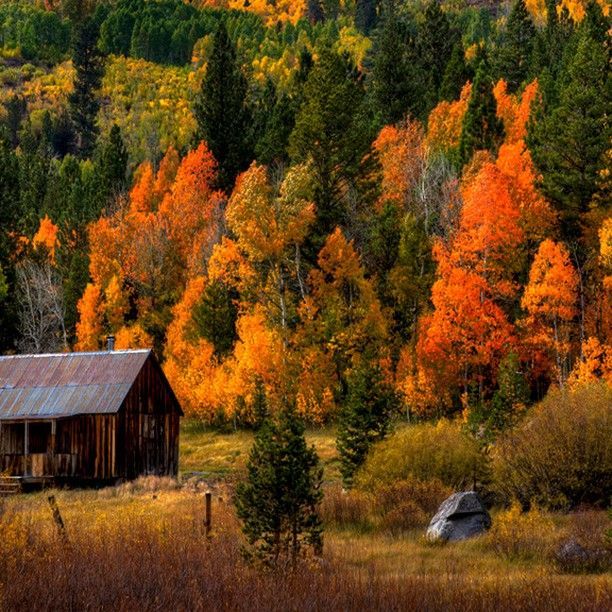 A cabin in the middle of a forest with trees that are changing colors