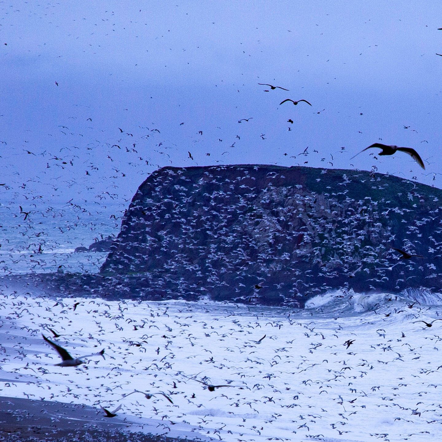 A flock of birds flying over a body of water