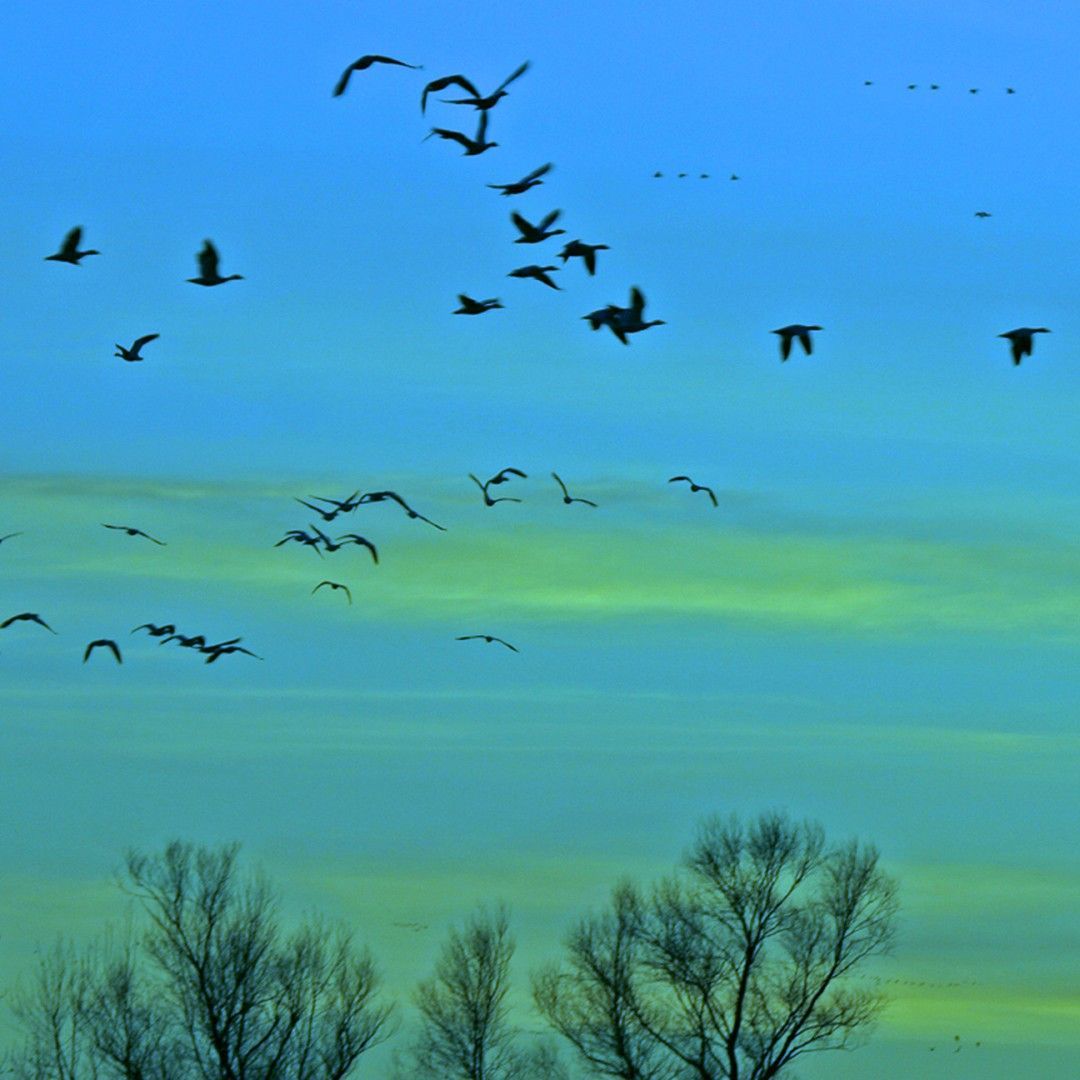 A flock of birds flying in a blue sky