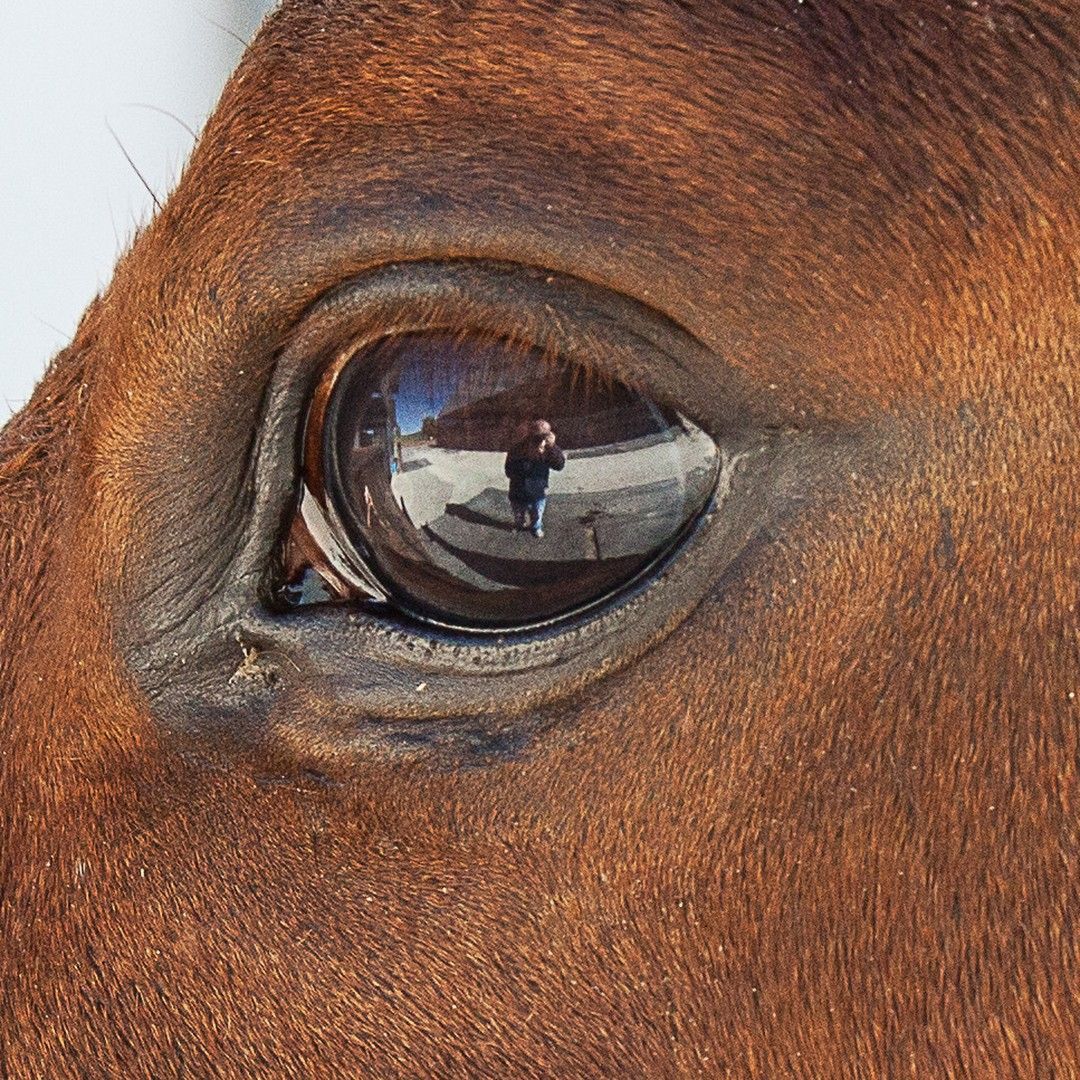 A close up of a horse 's eye with a reflection of a person