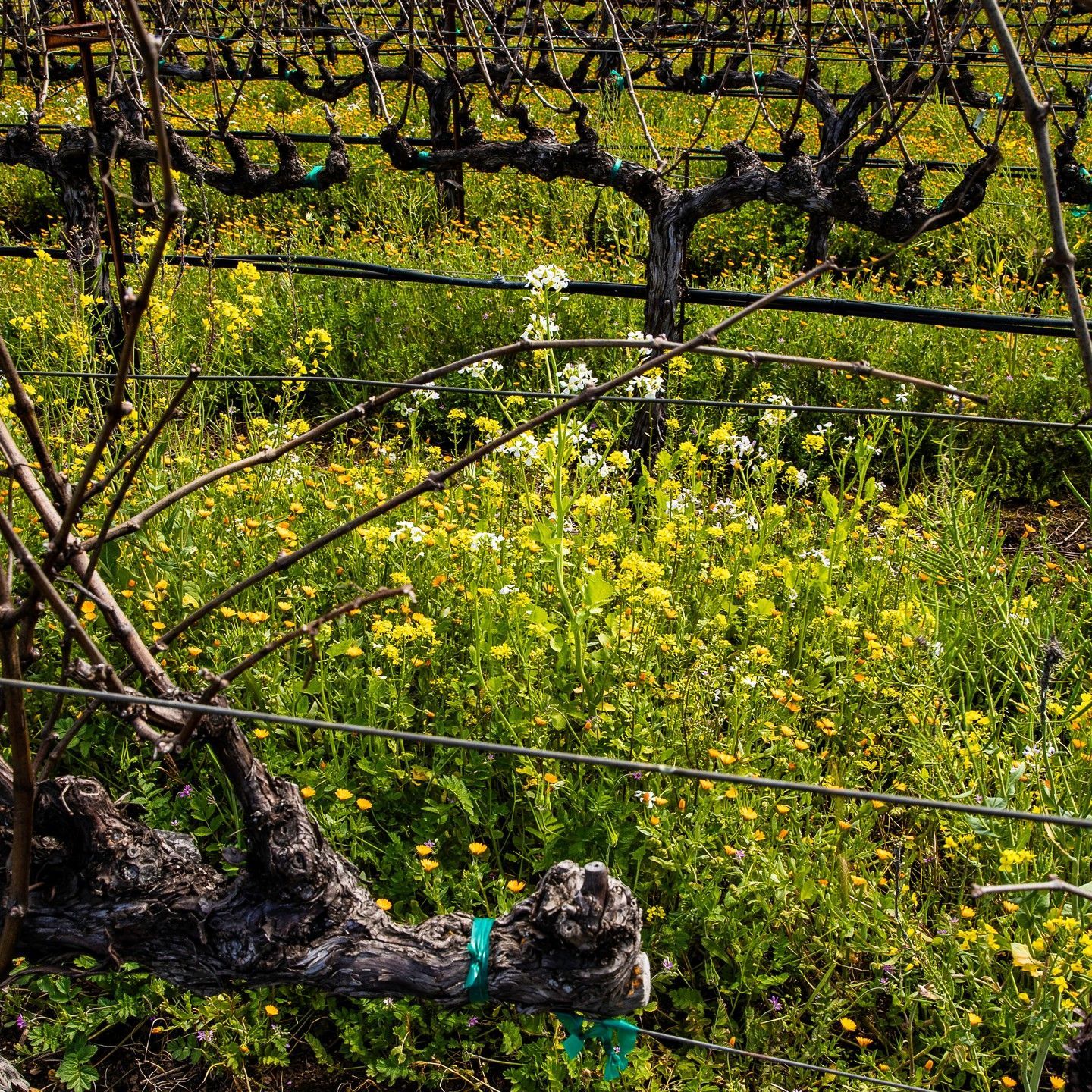 A vineyard with a bunch of yellow flowers