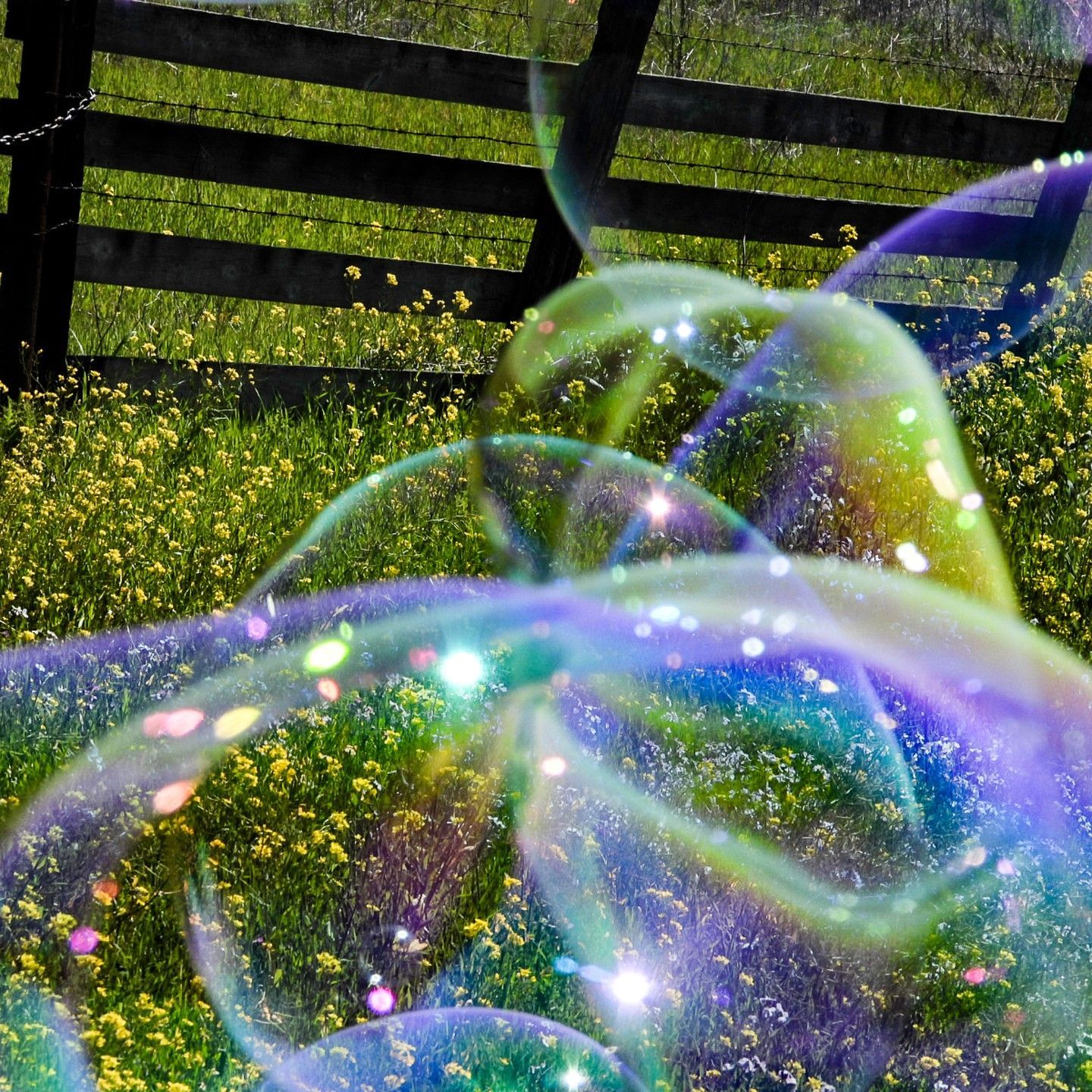 Soap bubbles in a field with a fence in the background