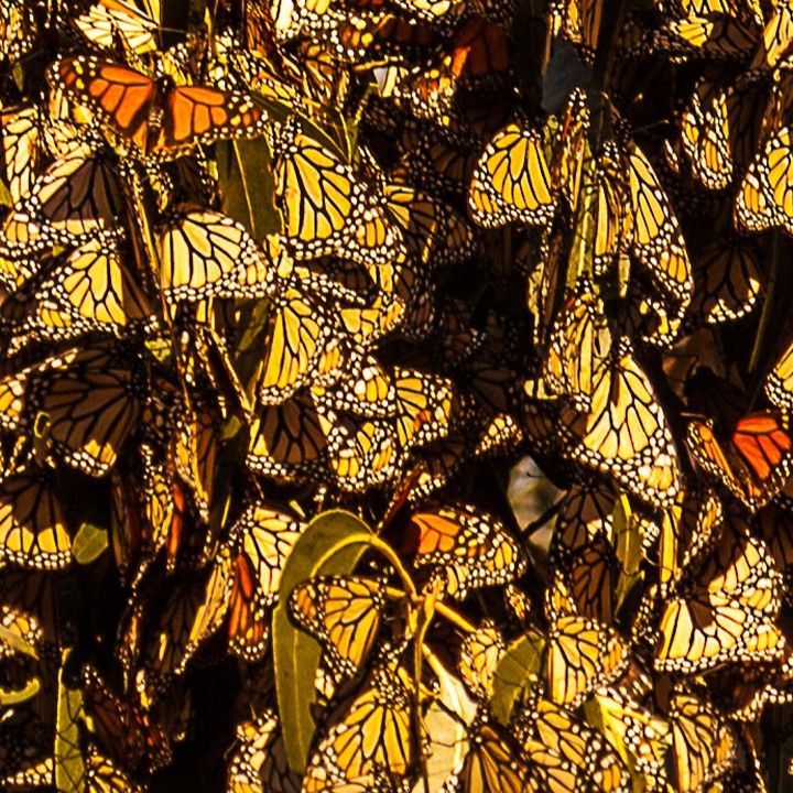 A bunch of butterflies are sitting on a tree branch