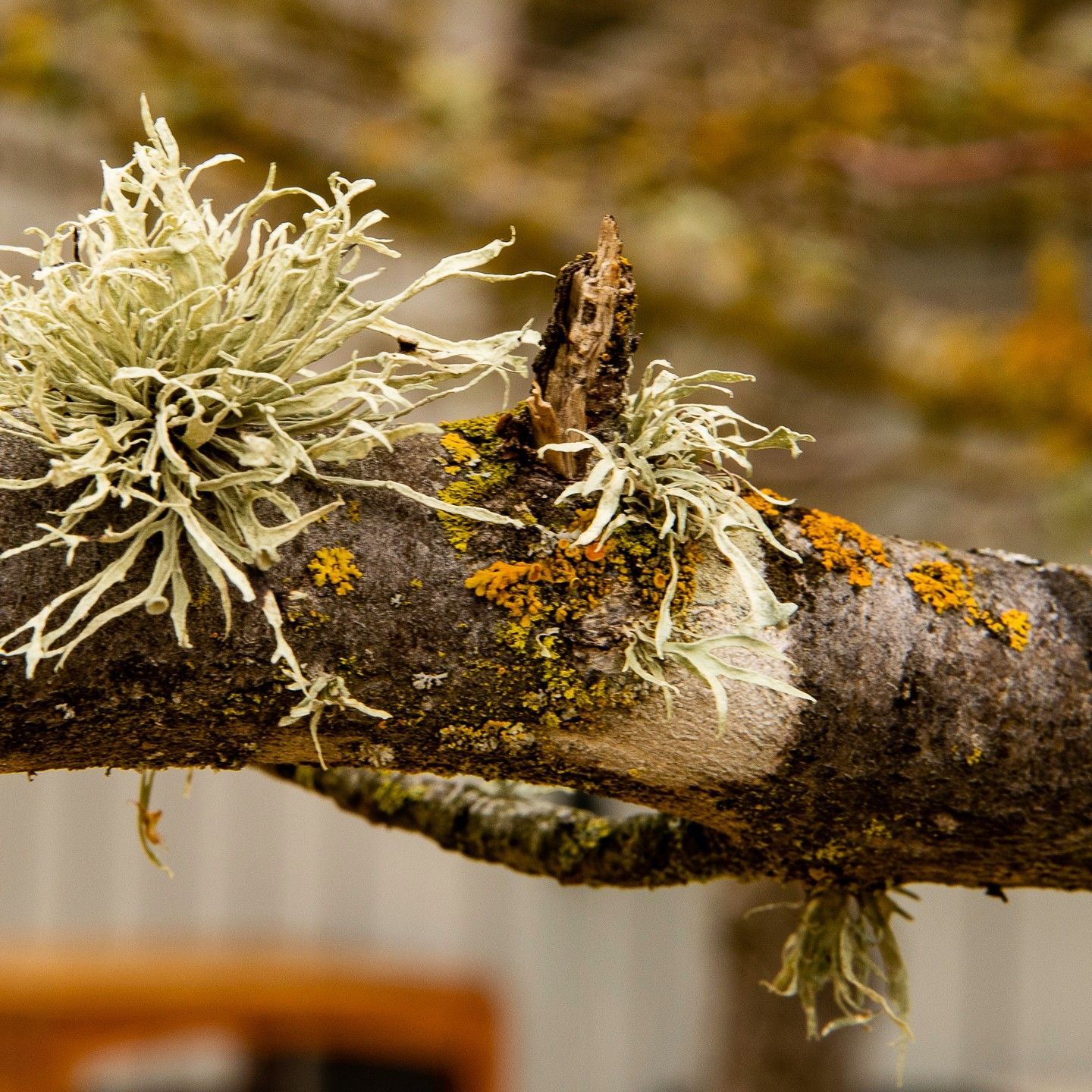 A tree branch with lichen and moss growing on it