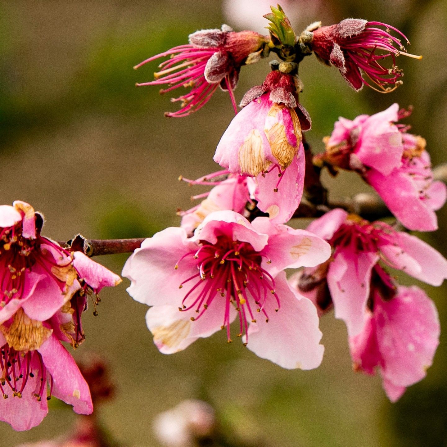 A bunch of pink flowers on a tree branch